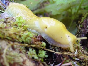 The dreaded Banana Slug!